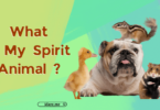 What Is My Spirit Animal by Birthday Quiz