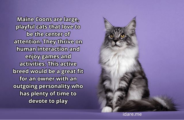 Maine Coon Cat