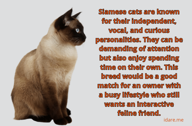 Siamese Cat