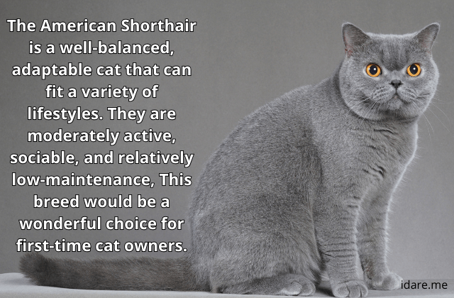 American Shorthair Cat