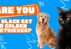 black cat or golden retriever quiz