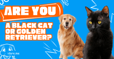 black cat or golden retriever quiz