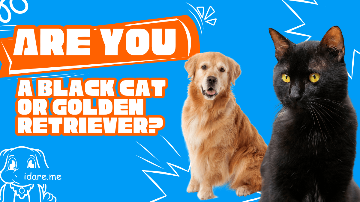 black cat or golden retriever quiz