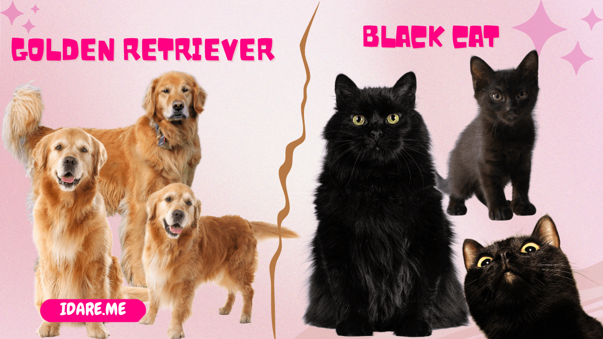 Are You a Black Cat or Golden Retriever?